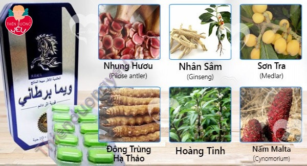 Cuong Dương Ngựa Thái Chính Hãng
